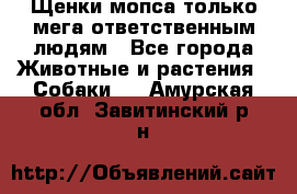 Щенки мопса только мега-ответственным людям - Все города Животные и растения » Собаки   . Амурская обл.,Завитинский р-н